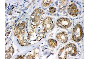 IHC analysis of Flotillin 2 using anti-Flotillin 2 antibody (ABIN3042393).
