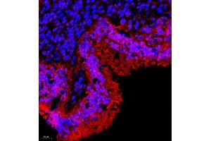 Immunofluorescence of paraffin embedded rat uterus using TR2IT1 (ABIN7075887) at dilution of 1:650 (400x lens) (TXNRD3NB 抗体)