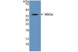 Western blot analysis of recombinant Human GATA2. (GATA2 抗体  (AA 175-480))