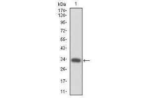 Image no. 2 for anti-Myeloproliferative Leukemia Virus Oncogene (MPL) antibody (ABIN1497161) (MPL 抗体)