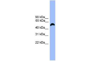 WB Suggested Anti-MARCO Antibody Titration:  0. (MARCO 抗体  (C-Term))