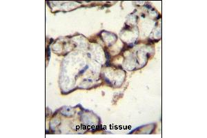 PLCXD2 Antibody (Center) (ABIN656207 and ABIN2845526) immunohistochemistry analysis in formalin fixed and paraffin embedded human placenta tissue followed by peroxidase conjugation of the secondary antibody and DAB staining. (PLCXD2 抗体  (AA 99-127))