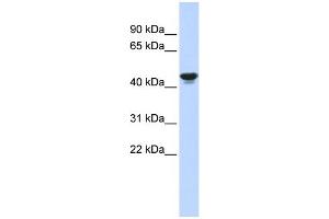 WB Suggested Anti-HIF1AN Antibody Titration:  0. (HIF1AN 抗体  (Middle Region))