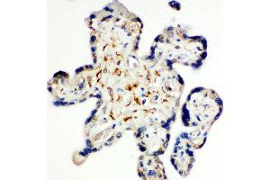 Anti-Syndecan 3 antibody, IHC(P) IHC(P): Human Placenta Tissue (SDC3 抗体  (N-Term))