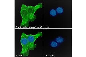 (ABIN185660) Immunofluorescence analysis of paraformaldehyde fixed A431 cells, permeabilized with 0. (Melanoma gp100 抗体  (C-Term))