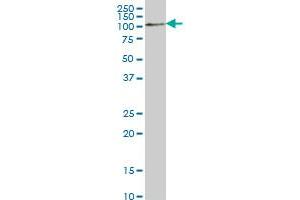 RFWD2 monoclonal antibody (M01), clone 1E4 Western Blot analysis of RFWD2 expression in NIH/3T3 .