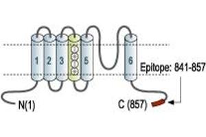Representative domain view of the target of ABIN7043508.