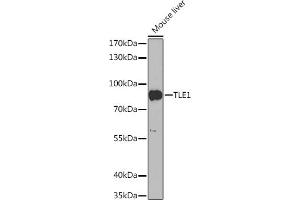 Western blot analysis of extracts of Mouse liver, using TLE1 Rabbit pAb (ABIN6132755, ABIN6149204, ABIN6149206 and ABIN6217324) at 1:1000 dilution.