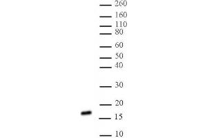 Histone H3 di/trimethyl Lys27 antibody (mAb) tested by Western blot. (Histone 3 抗体  (H3K27me2, H3K27me3))