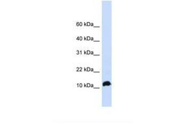 NHLH1 抗体  (AA 74-123)