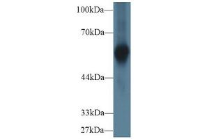 Western Blotting (WB) image for alpha-2-HS-Glycoprotein (AHSG) ELISA Kit (ABIN6730899)