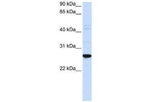 DRGX antibody used at 0. (DRGX 抗体  (N-Term))