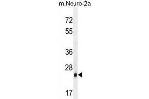 AP3S1 Antibody (N-term) western blot analysis in mouse Neuro-2a cell line lysates (35µg/lane). (AP3S1 抗体  (N-Term))