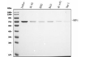 Western blot analysis of NRF1 using anti-NRF1 antibody (ABIN7600874).