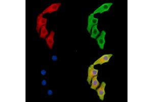 ABIN7095984 and ABIN7100046 staining Hela cells by IF/ICC. (BCL2-Like 15 抗体)