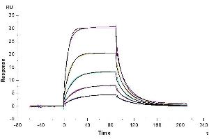 Surface Plasmon Resonance (SPR) image for CD86 (CD86) (AA 26-240) protein (His tag) (ABIN7273896)