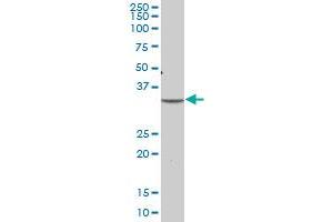 PLSCR1 MaxPab polyclonal antibody. (PLSCR1 抗体  (AA 1-318))