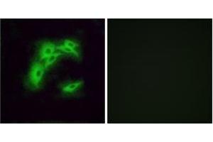 Immunofluorescence analysis of A549 cells, using OR5I1 Antibody. (OR5I1 抗体  (AA 206-255))