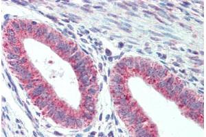 Anti-TM9SF1 antibody  ABIN1104705 IHC staining of human uterus. (TM9SF1 抗体  (Internal Region))