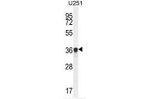 AMN1 Antibody (N-term) western blot analysis in U251 cell line lysates (35µg/lane). (AMN1 抗体  (N-Term))