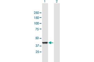 Western Blot analysis of CNP expression in transfected 293T cell line by CNP MaxPab polyclonal antibody. (Cnpase 抗体  (AA 1-421))