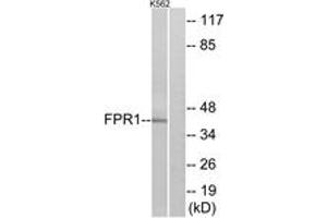 Western blot analysis of extracts from K562 cells, using FPR1 Antibody. (FPR1 抗体  (AA 155-204))