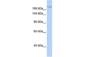 WB Suggested Anti-PLXNA2 Antibody Titration:  0.