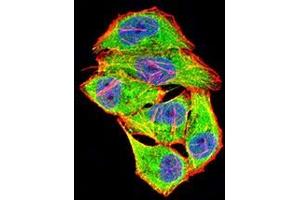 Immunofluorescence analysis of Hela cells using COL1A2 mouse mAb (green). (COL1A2 抗体  (AA 23-79))
