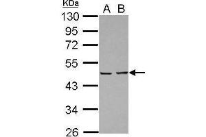 WB Image Sample (30 ug of whole cell lysate) A: A431 B: Jurkat 10% SDS PAGE antibody diluted at 1:10000 (PA2G4 抗体)