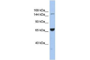 WB Suggested Anti-KIF15 Antibody Titration:  0. (KIF15 抗体  (Middle Region))