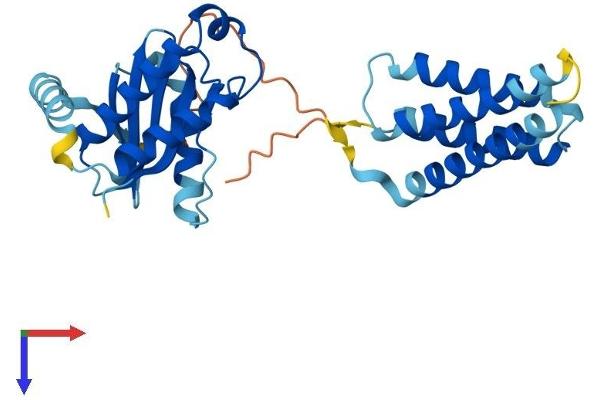 SEC22C Protein (AA 1-303) (His tag)