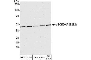 Western Blotting (WB) image for anti-Branched Chain Keto Acid Dehydrogenase E1, alpha Polypeptide (BCKDHA) (pSer292) antibody (ABIN7452999) (BCKDHA 抗体  (pSer292))
