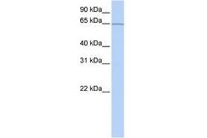 Image no. 1 for anti-Pumilio RNA Binding Family Member 3 (PUM3) (AA 451-500) antibody (ABIN6740662) (KIAA0020 抗体  (AA 451-500))