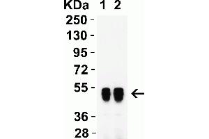 Western Blot Validation with Human Recombinant Protein. (SARS-CoV-2 Nucleocapsid 抗体)