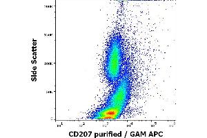 Flow cytometry intracellular staining pattern of human stimulated (GM-CSF + IL-4 + TGF-beta) peripheral blood mononuclear cells whole blood stained using anti-human CD207 (2G3) purified antibody (concentration in sample 0. (CD207 抗体)