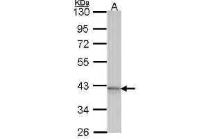 WB Image Sample (30 ug of whole cell lysate) A: Hela 10% SDS PAGE Adenosine receptor A1 antibody antibody diluted at 1:1000 (ADORA1 抗体)