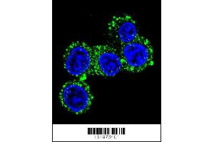 Confocal immunofluorescent analysis of CACNG6 Antibody with HepG2 cell followed by Alexa Fluor 488-conjugated goat anti-rabbit lgG (green). (CACNG6 抗体  (AA 108-136))