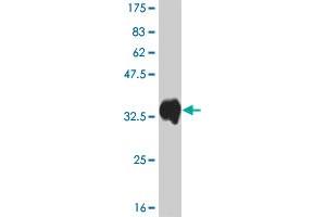 Western Blot detection against Immunogen (33. (ATOX1 抗体  (AA 1-68))