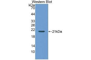 Western Blotting (WB) image for anti-Maltase-Glucoamylase (MGAM) (AA 213-392) antibody (ABIN1859810) (Maltase-Glucoamylase (MGAM) (AA 213-392) 抗体)
