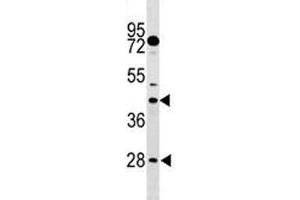 DUSP6 antibody western blot analysis in mouse stomach tissue lysate. (DUSP6 抗体  (AA 59-88))