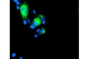 Immunofluorescence (IF) image for anti-Golgi Membrane Protein 1 (GOLM1) antibody (ABIN1498493) (GOLM1 抗体)