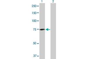 Western Blot analysis of MID2 expression in transfected 293T cell line by MID2 MaxPab polyclonal antibody. (Midline 2 抗体  (AA 1-685))
