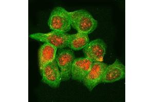 IF analysis of RNASEH2B using anti-RNASEH2B antibody (ABIN7601572) and anti-Tubulin Alpha antibody (ABIN7600339). (RNASEH2B 抗体  (AA 39-260))