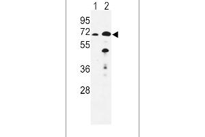 Western blot analysis of EHHADH Antibody (C-term) (ABIN652576 and ABIN2842388) in mouse liver(lane 1), kidney(lane 2) tissue lysates (35 μg/lane). (EHHADH 抗体  (C-Term))