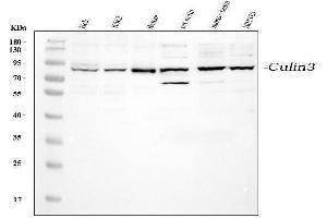 Western blot analysis of Cullin3 using anti-Cullin3 antibody (ABIN3042989).