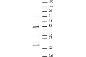 Histone H2AQ104me1 antibody (pAb) tested by Western blot. (Histone H2A 抗体  (meGln104))