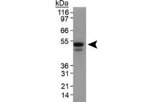 Western blot analysis of Plin3 in 3T3-L1 lysate using Plin3 polyclonal antibody . (PLIN3 抗体  (AA 1-100))