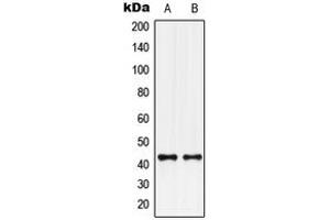 Western blot analysis of GPR132 expression in U251MG (A), U2OS (B) whole cell lysates. (G Protein-Coupled Receptor 132 抗体  (C-Term))