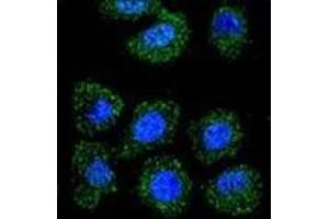 Immunofluorescence (IF) image for anti-Inhibitor of DNA Binding 1, Dominant Negative Helix-Loop-Helix Protein (ID1) (AA 73-101), (Middle Region) antibody (ABIN952815)