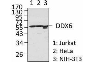 Western Blotting (WB) image for anti-DEAD (Asp-Glu-Ala-Asp) Box Polypeptide 6 (DDX6) antibody (ABIN2664929) (DDX6 抗体)